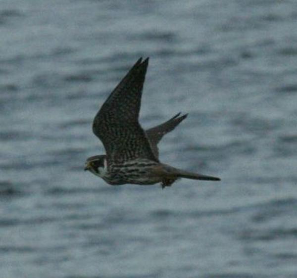 Eurasian Hobby