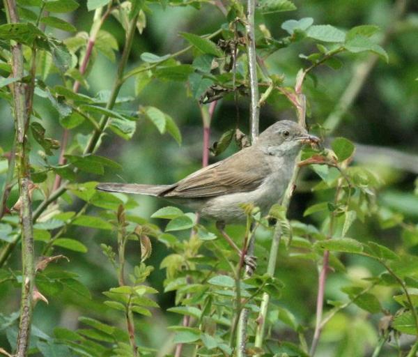 Whitethroat