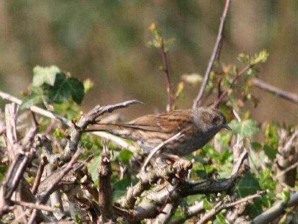 Dunnock Dunnock