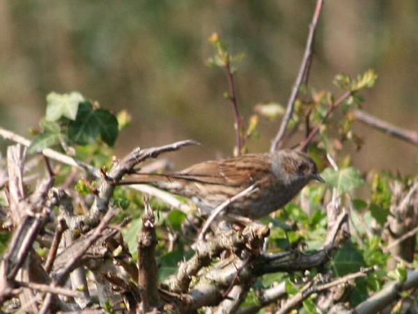 Dunnock