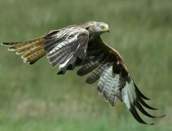 Red Kite Red Kite