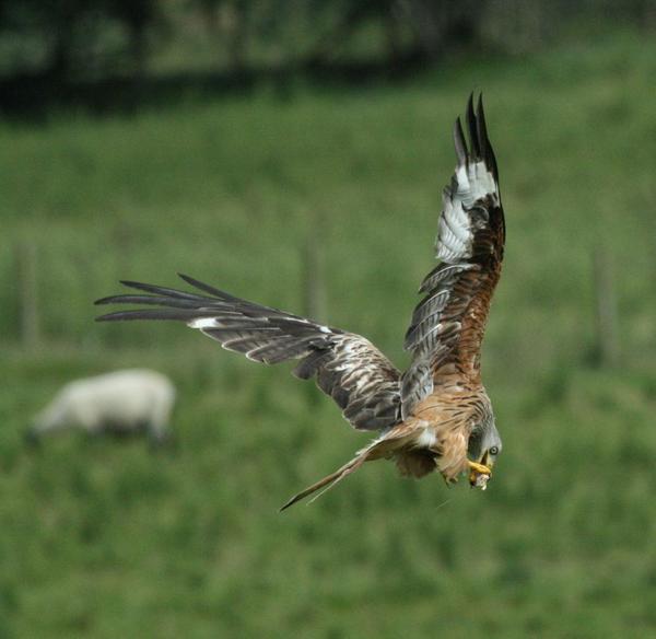 Red Kite Red Kite