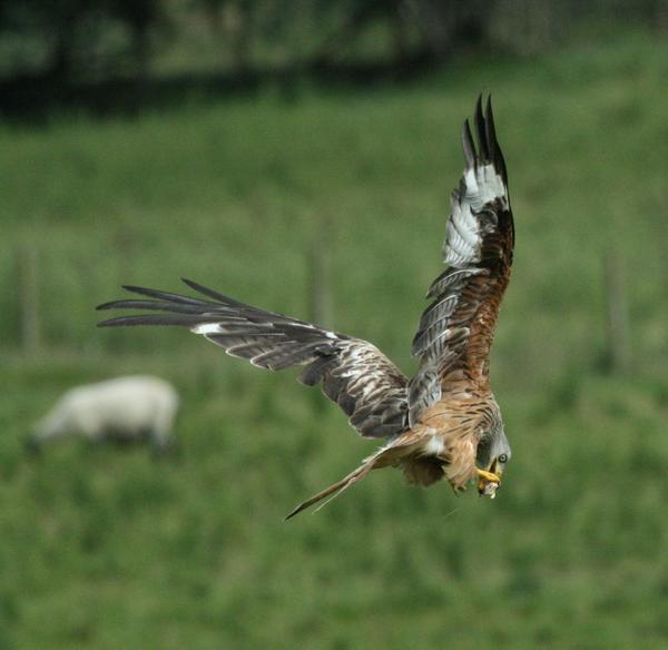 Red Kite