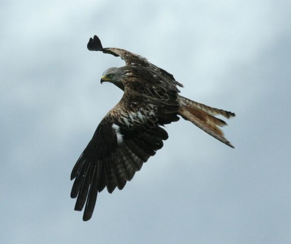 Red Kite Red Kite