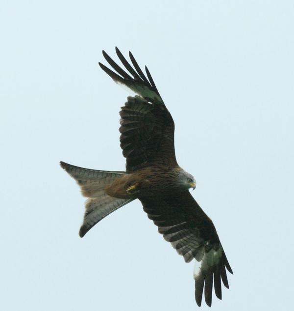 Red Kite Red Kite