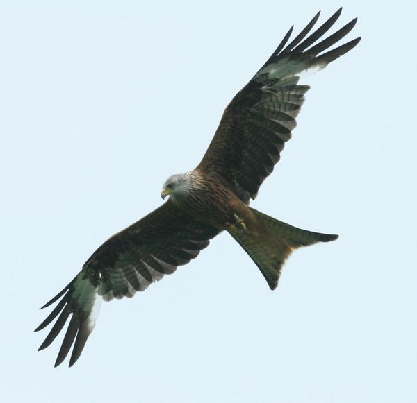 Red Kite