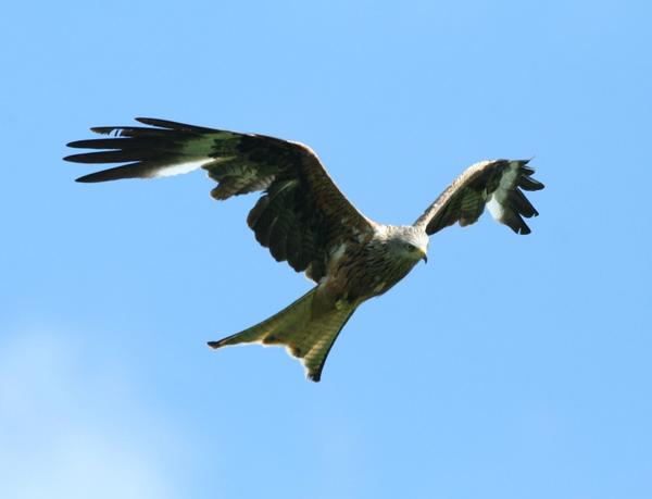 Red Kite Red Kite