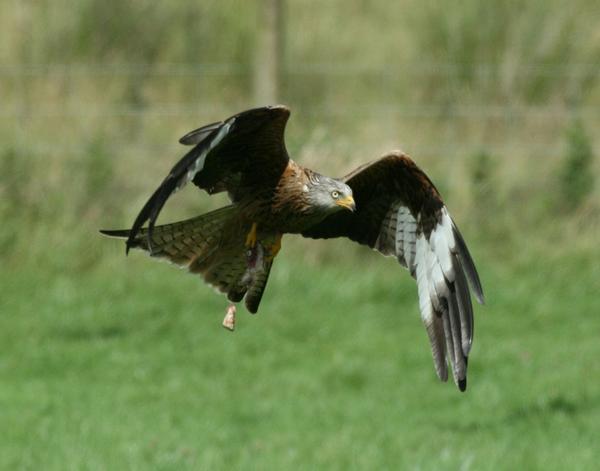 Red Kite Red Kite