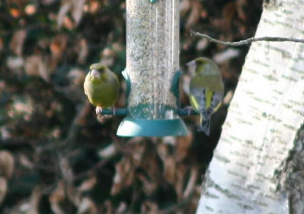 European Greenfinch