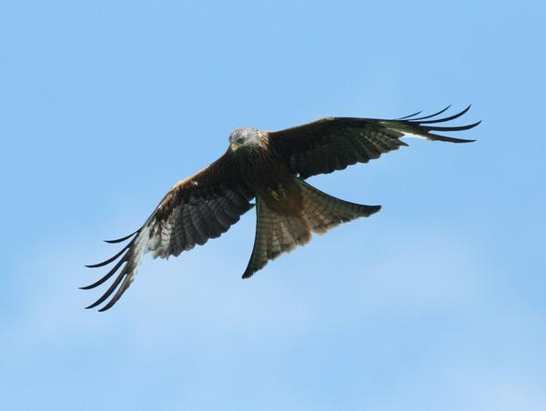 Red Kite Red Kite