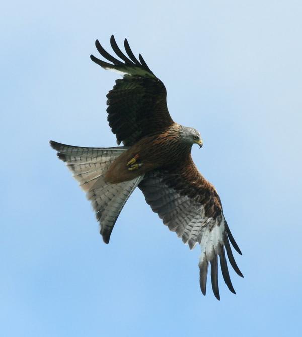 Red Kite Red Kite