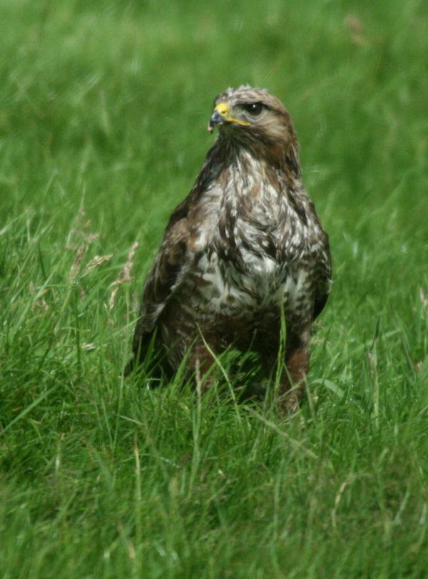Common Buzzard Common Buzzard