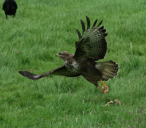 Common Buzzard