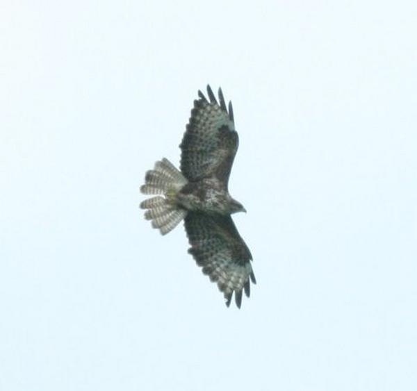 Common Buzzard