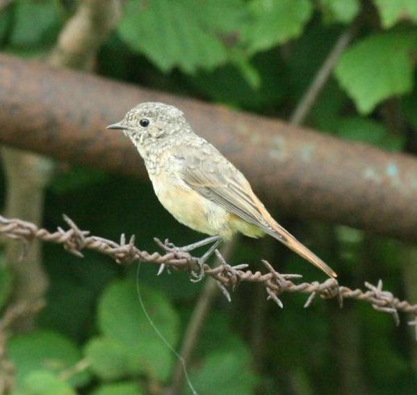Common Redstart Common Redstart