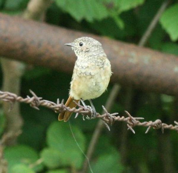 Common Redstart Common Redstart