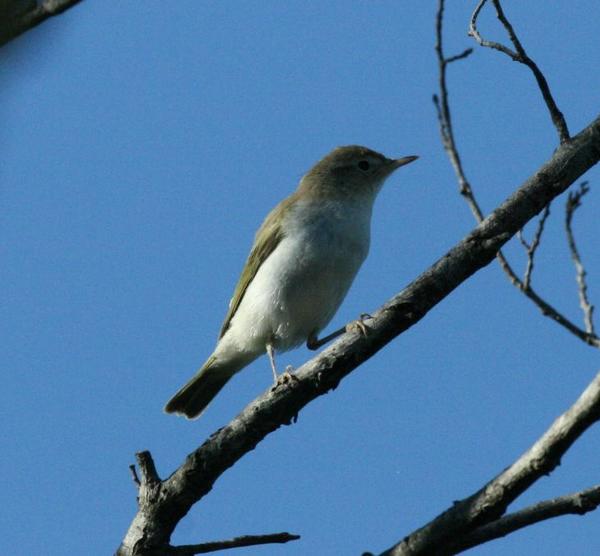 Eurasian Reed Warbler Eurasian Reed Warbler
