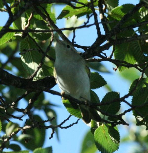 Eurasian Reed Warbler Eurasian Reed Warbler