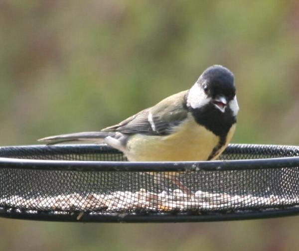 Great Tit