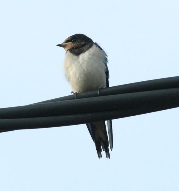 Barn Swallow Barn Swallow
