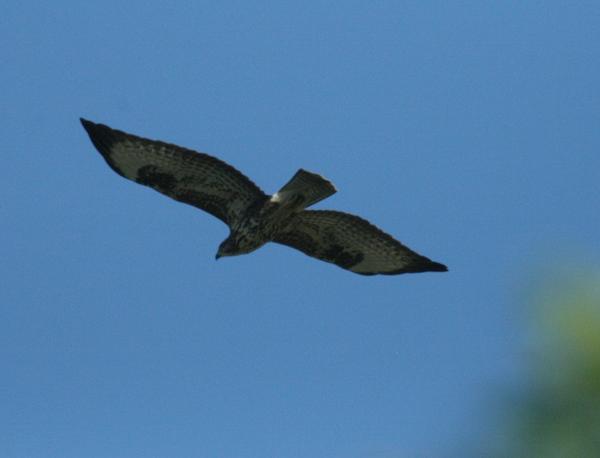 Common Buzzard Common Buzzard