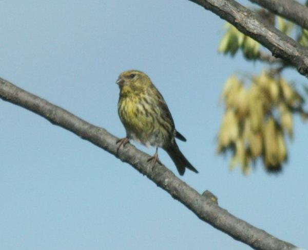 Serin Serin