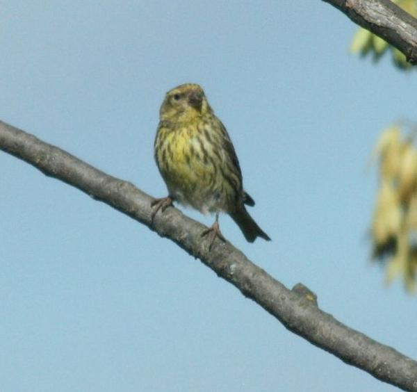 Serin Serin
