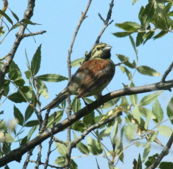 Cirl Bunting Cirl Bunting