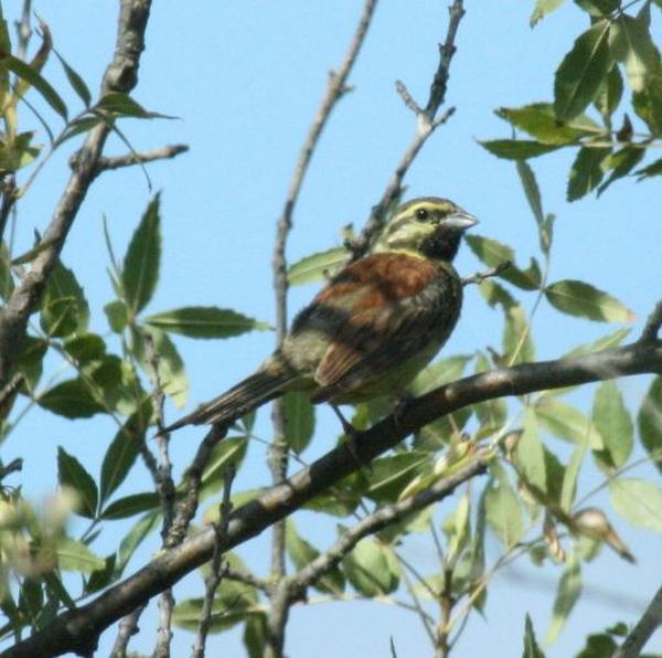 Cirl Bunting Cirl Bunting