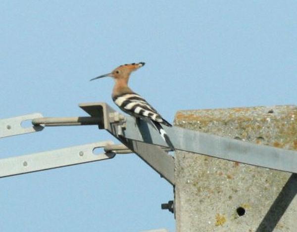 Hoopoe Hoopoe