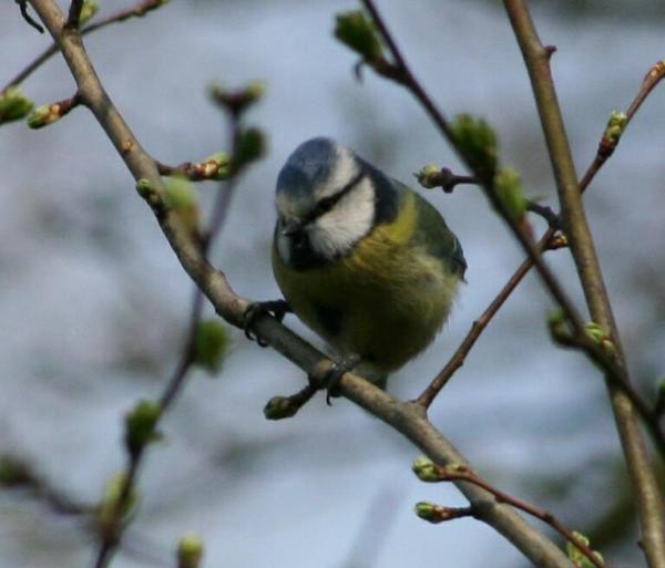 Blue Tit