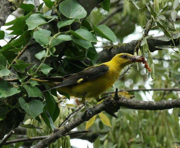 Eurasian Golden Oriole