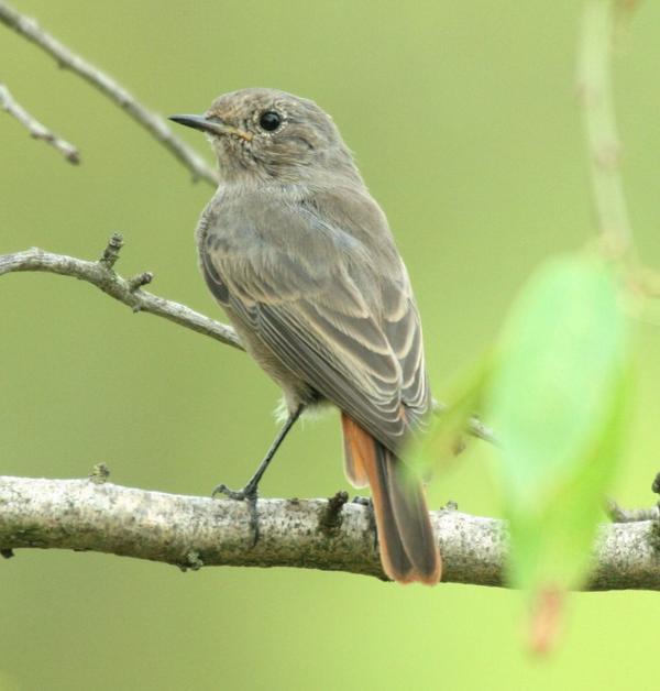 Common Redstart Common Redstart