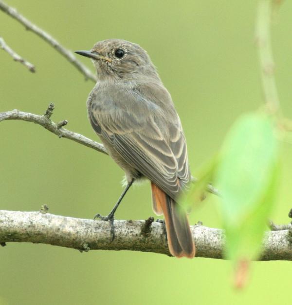 Common Redstart