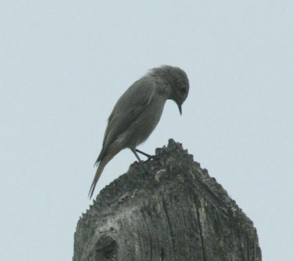 Black Redstart