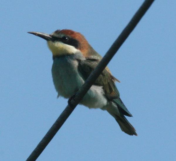 European Bee-eater European Bee-eater
