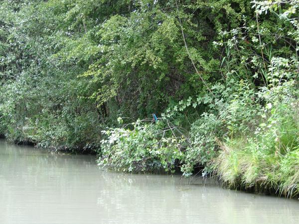 Common Kingfisher