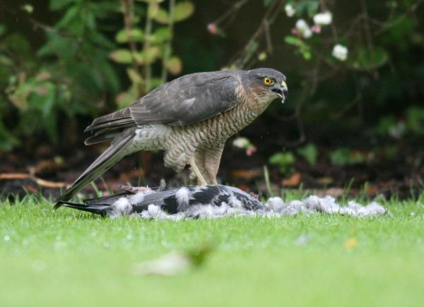 Eurasian Sparrowhawk Eurasian Sparrowhawk