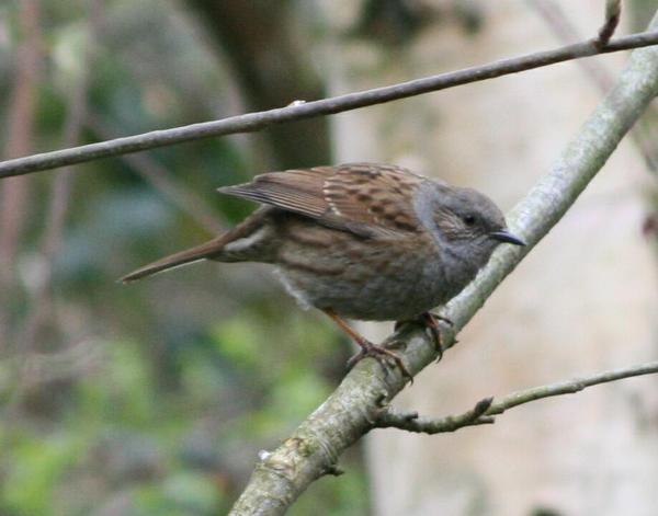 Dunnock Dunnock