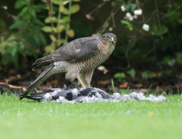Eurasian Sparrowhawk Eurasian Sparrowhawk