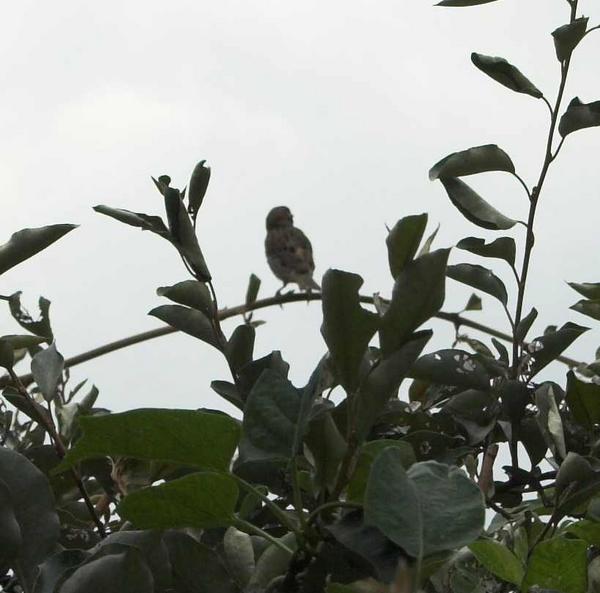 House Sparrow