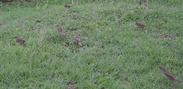 House Sparrow House Sparrow