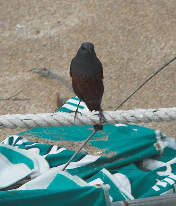 Blue Rock Thrush