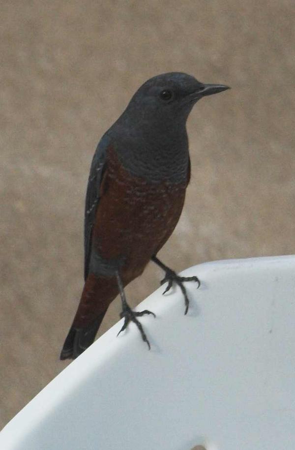Blue Rock Thrush Blue Rock Thrush