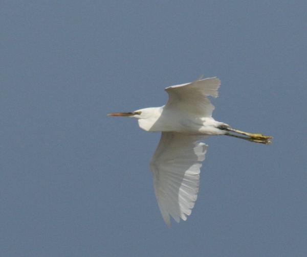 Western Reef Egret Western Reef Egret