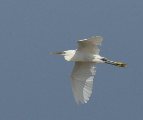 Western Reef Egret