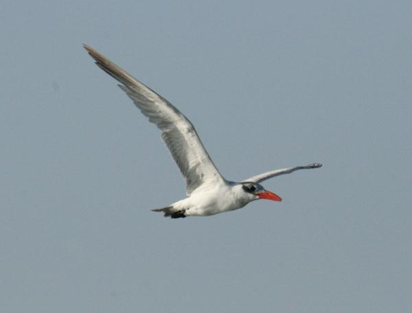 Caspian Tern