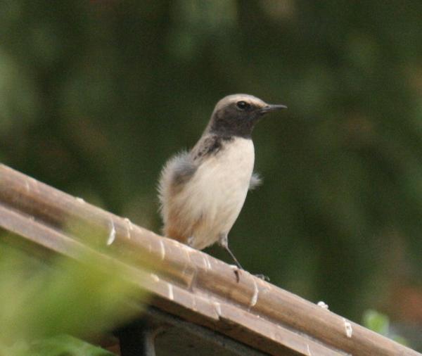 Persian Wheatear