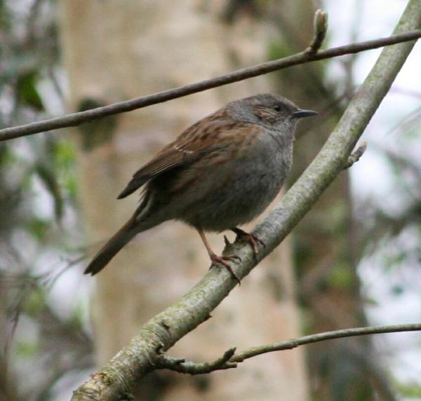 Dunnock Dunnock