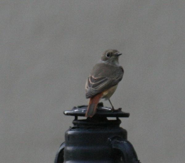 Persian Wheatear